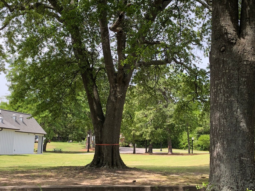 The Smith Hazel Trees A Photo Gallery The Aiken Chronicles